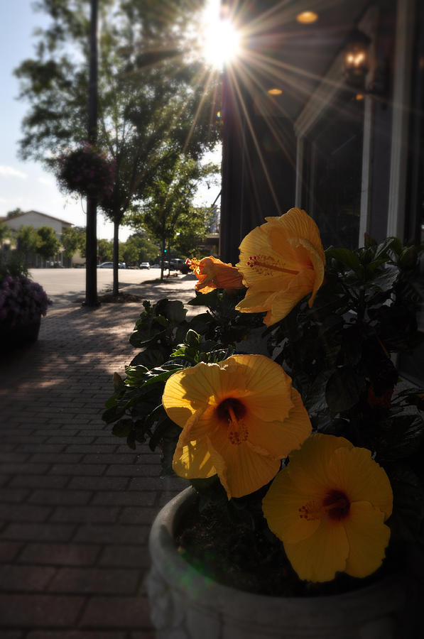 Fairhope Flowers Photograph by David Dittmann - Fine Art America