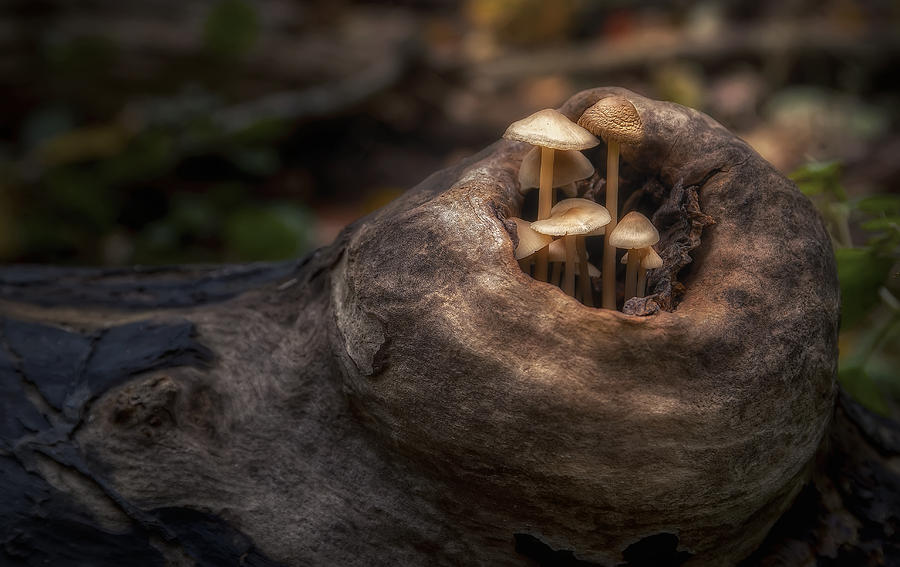 Mushroom Photograph - Fairie Garden by Scott Norris