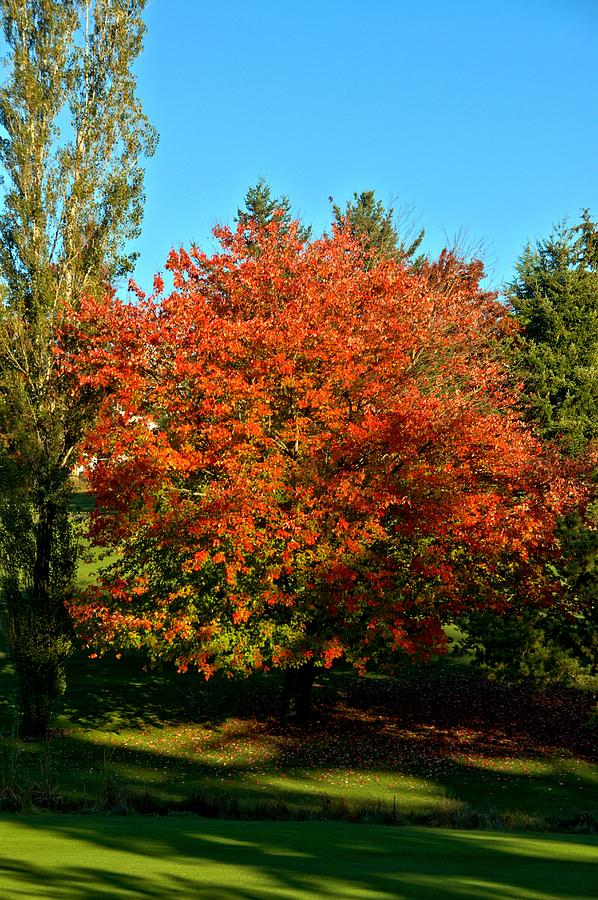 Fairway Tree Photograph by Marv Russell - Fine Art America