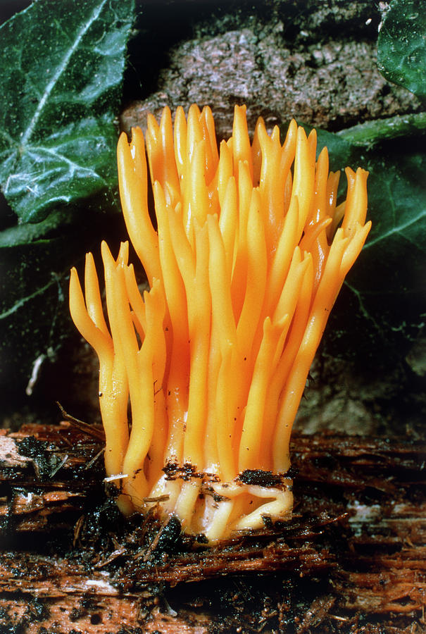 Fairy Club Fungus Photograph by Dr Jeremy Burgess/science Photo Library
