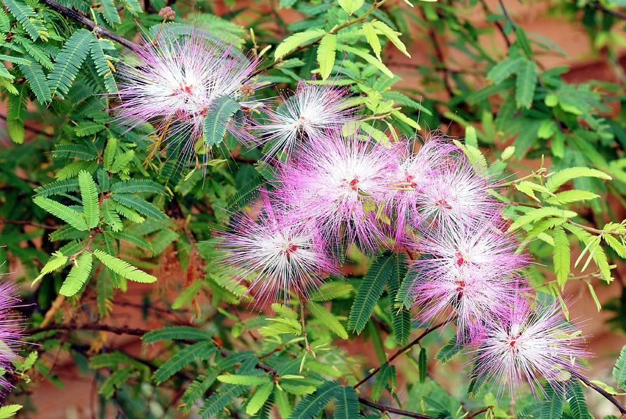 Nature Photograph - Fairy Duster (calliandra Selloi) by Anthony Cooper/science Photo Library