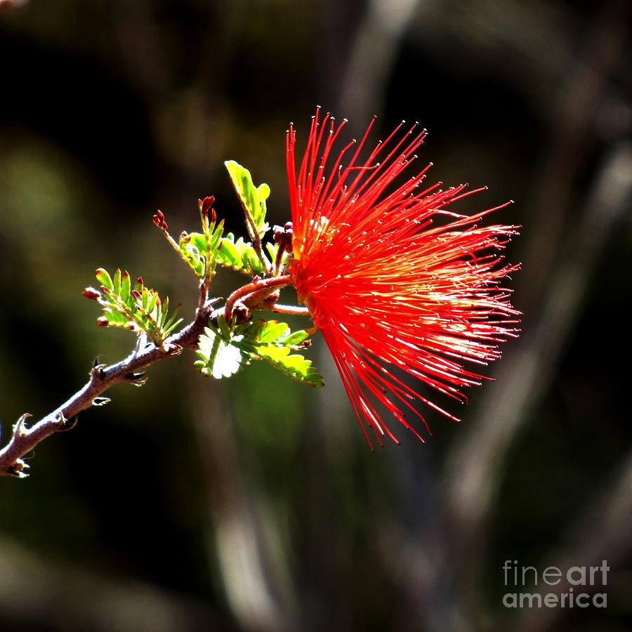 Fairy Duster Photograph by Marilyn Smith