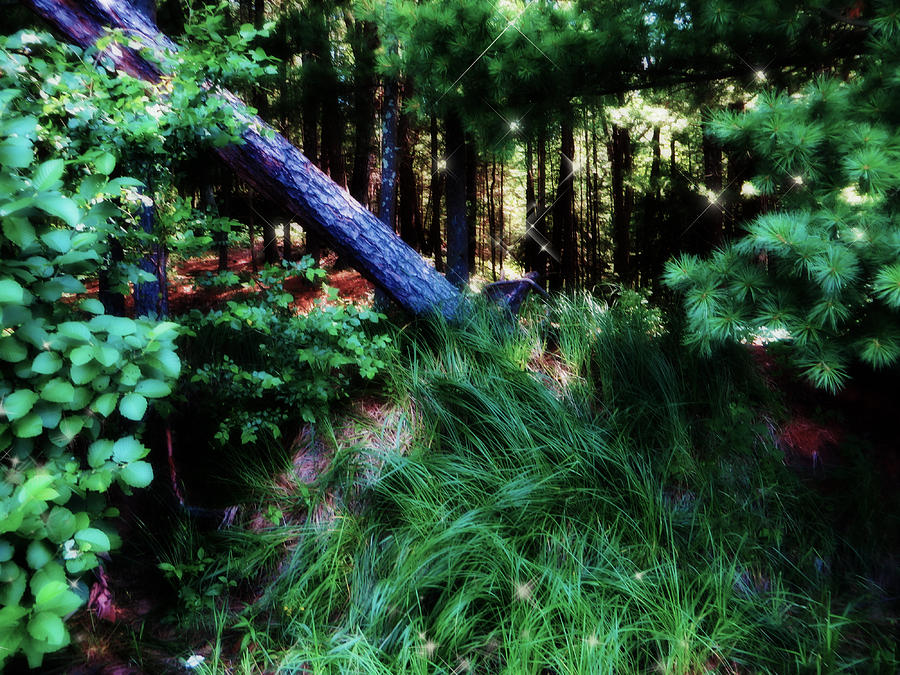 Fairy Forest Photograph