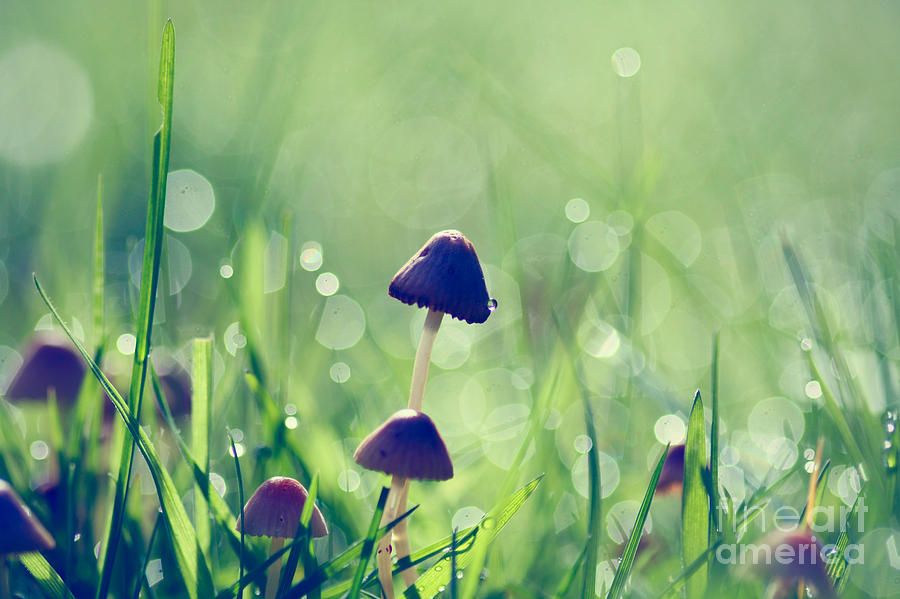 Fairy Garden Photograph by Sylvia Cook