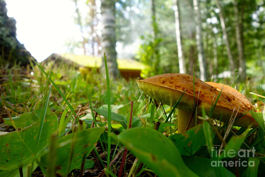 Mushroom Photograph - Fairy Home by Jacqueline Athmann