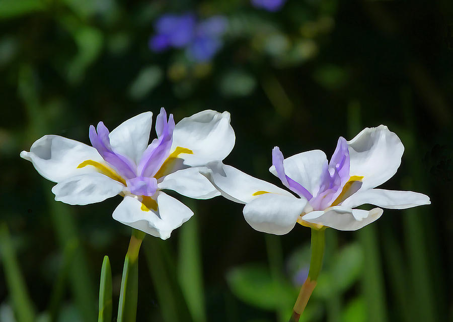 Fairy Irises 2 Photograph by Margaret Saheed