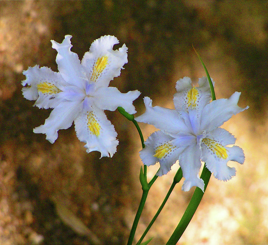 Fairy Irises Photograph by Margaret Saheed