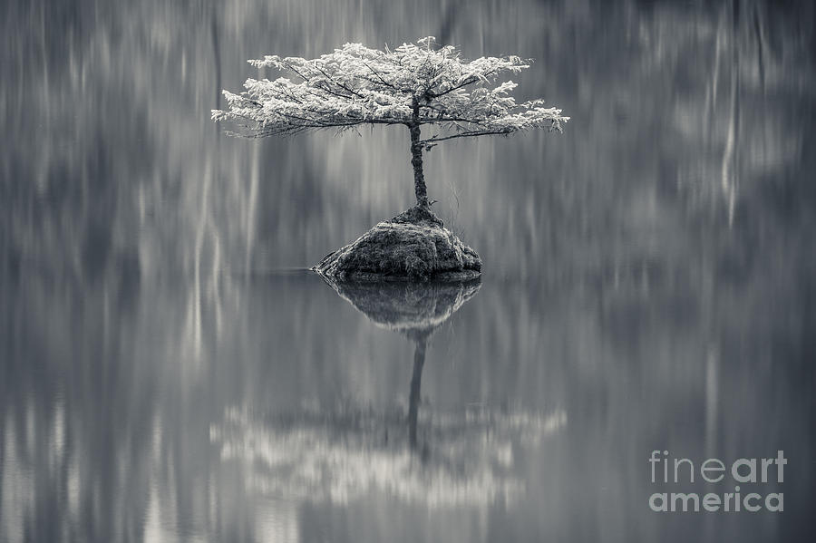 Landscape Photograph - Fairy Lake Fir Black and White by Carrie Cole