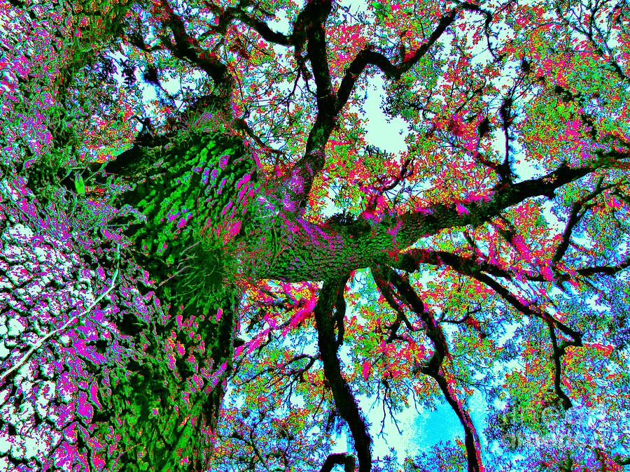 Nature Photograph - Fairy Oak by Keri West
