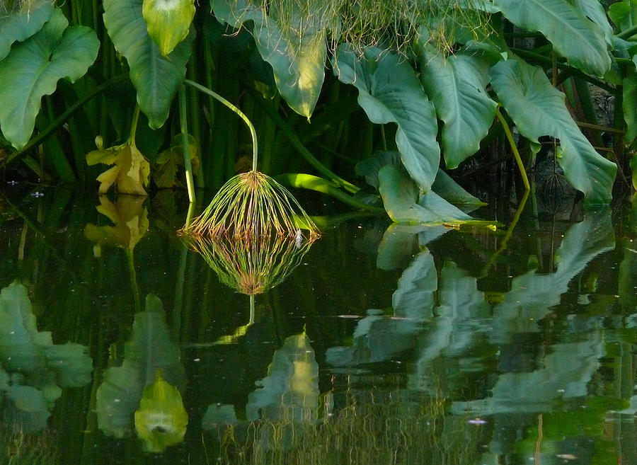 Fairy Pond Photograph by Evelyn Tambour