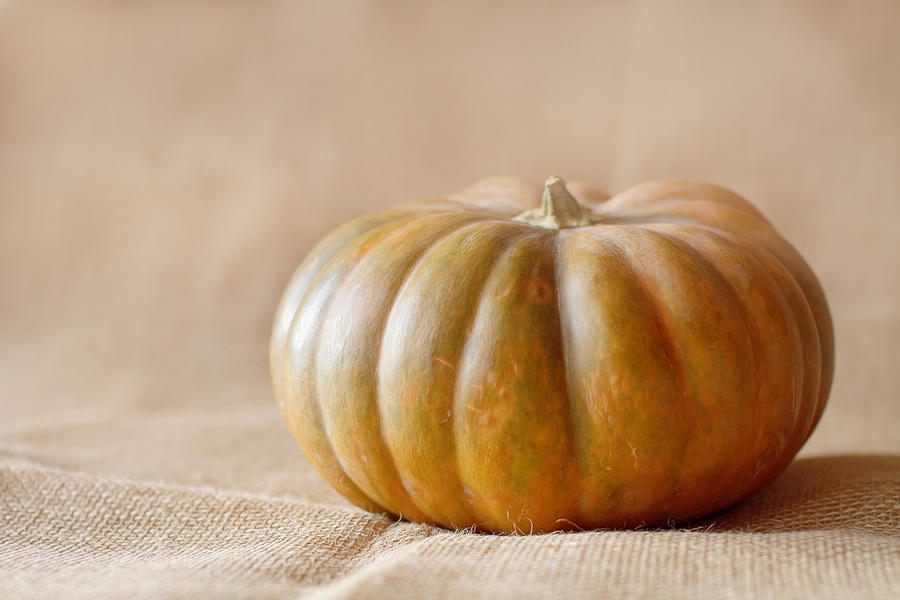 Fairy Pumpkin Photograph by Sonja Ravbar - Fine Art America