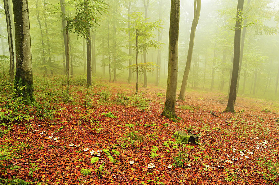 Fairy Ring In Beech Forest And Morning Photograph by Jochen Schlenker