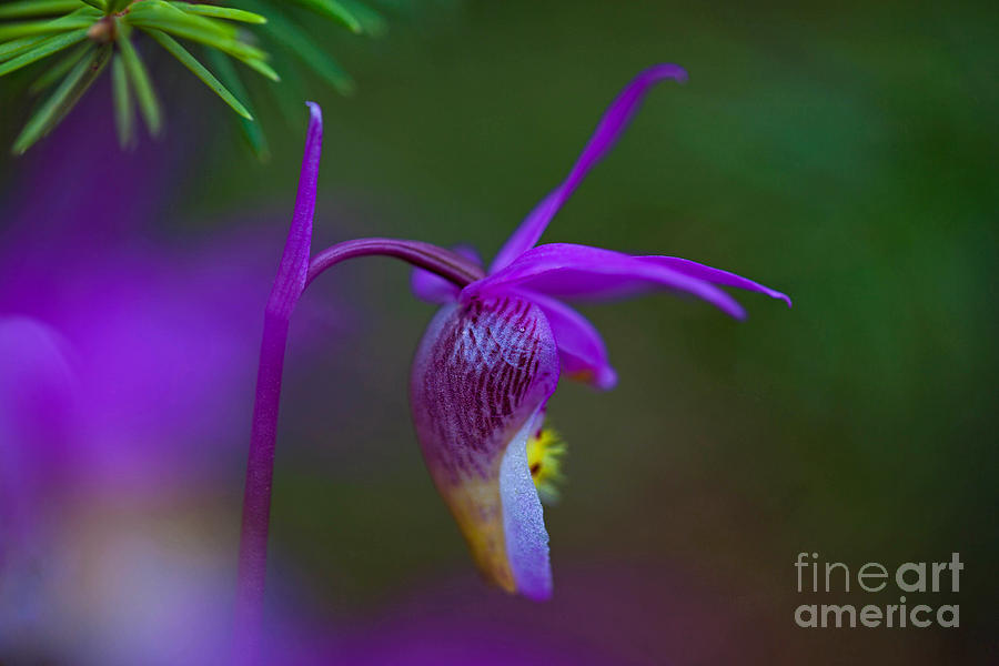 Fairy Slipper Orchid Photograph by Barbara Schultheis