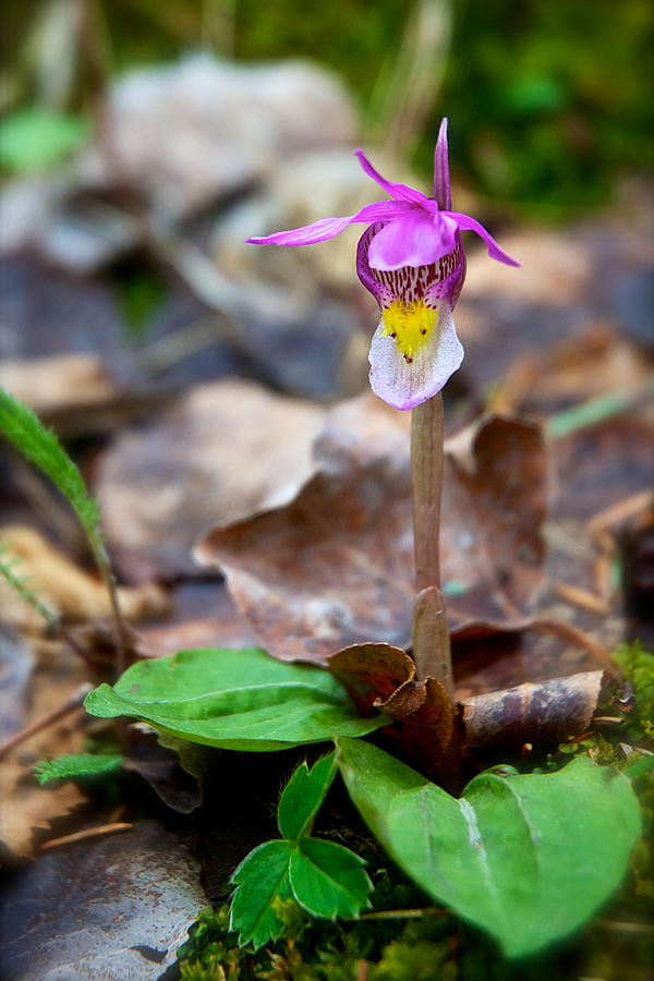 Fairy Slipper Orchid Photograph by Mary Lee Dereske