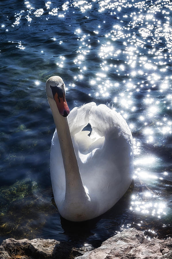 Fairy swan Photograph by Raffaella Lunelli