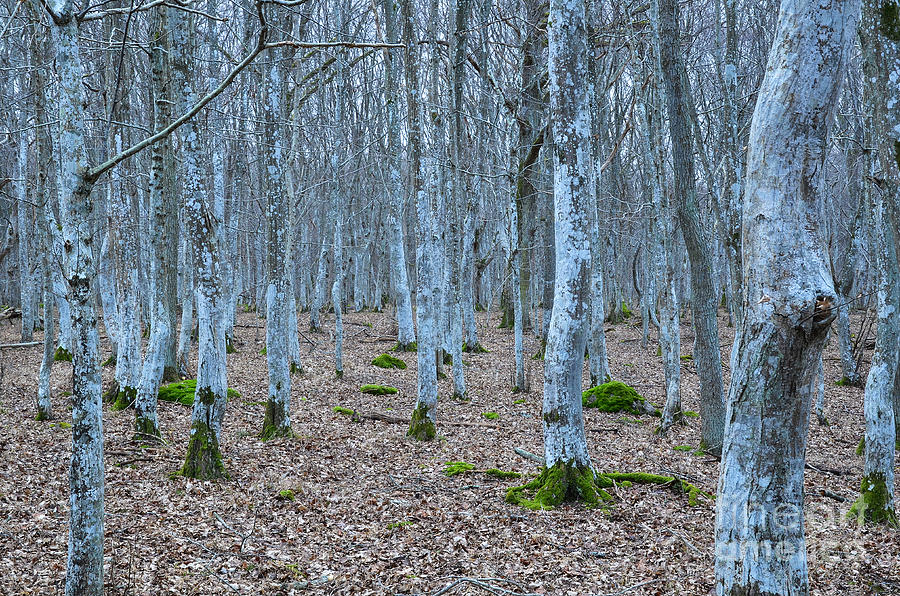 Fairy Photograph - Fairy tale forest by Kennerth and Birgitta Kullman