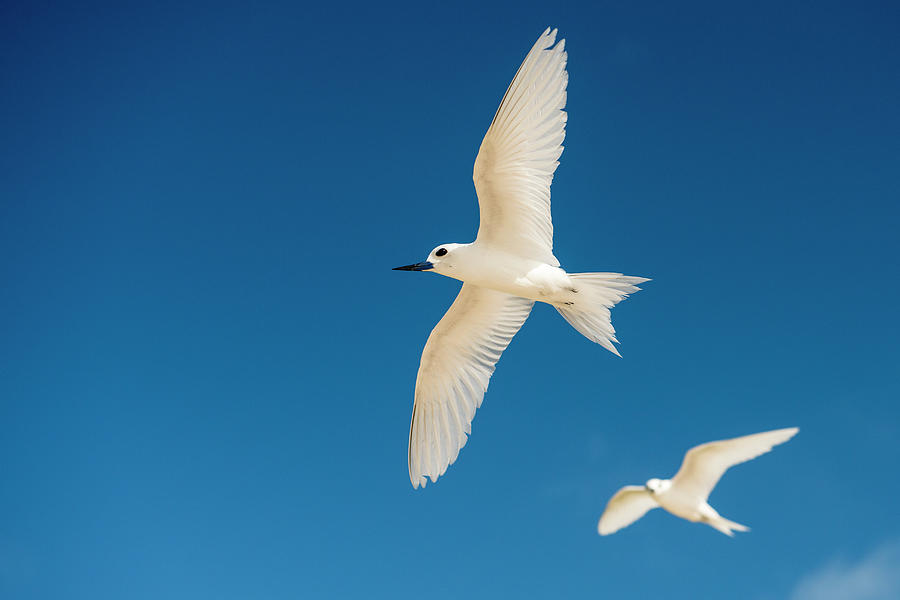 Fairy Terns In Flight Photograph by James Warwick