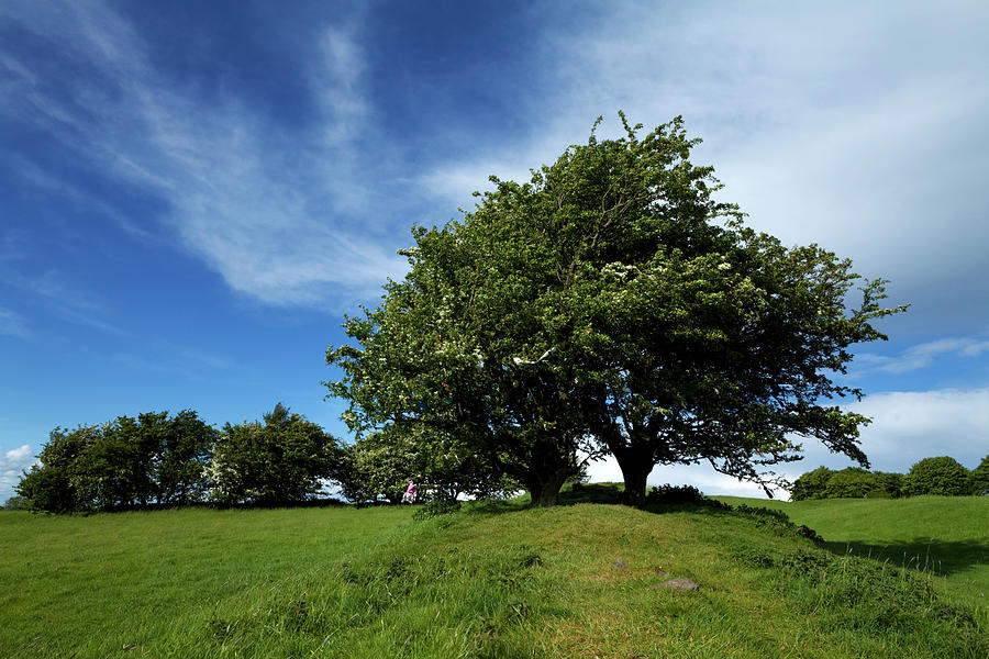 Prehistoric Photograph - Fairy Tree Hawthorn On The Bank by Panoramic Images