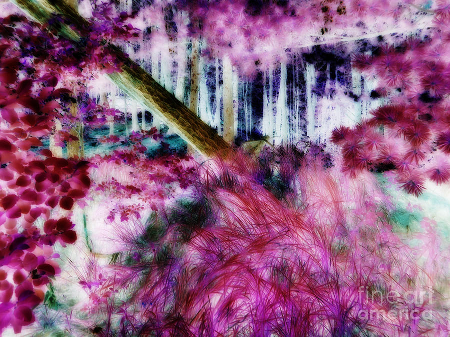 Abstract Photograph - Fairy Tropicolor by JamieLynn Warber