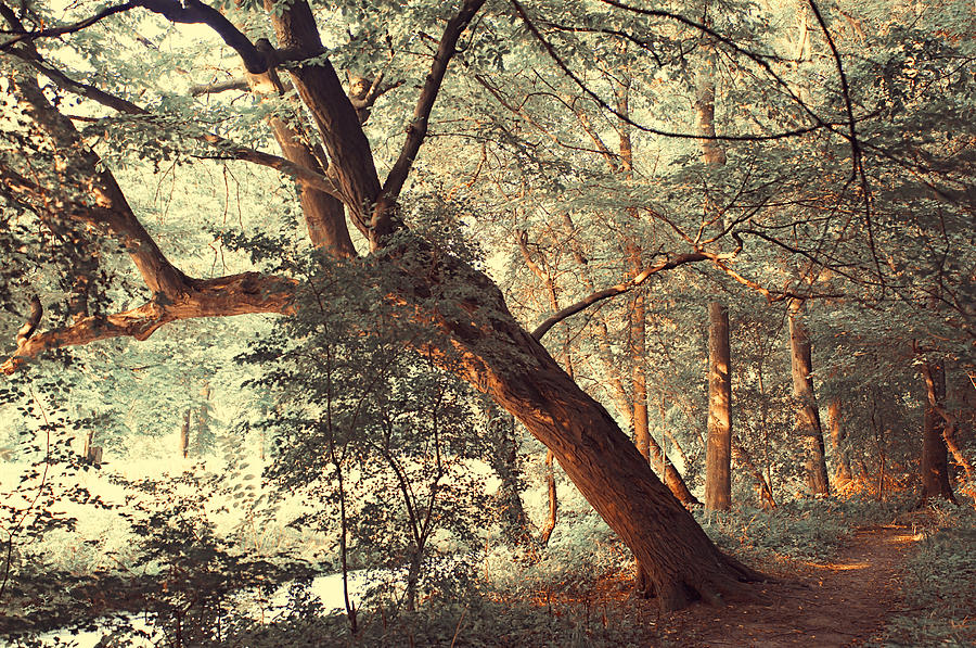 Fairy Woods Photograph by Jenny Rainbow