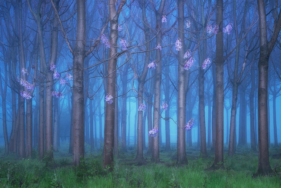 Fairyland Photograph by Jingshu Zhu