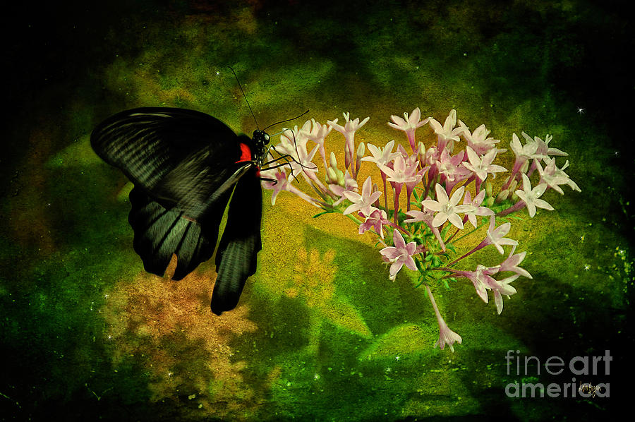 Butterfly Photograph - Fairyland by Lois Bryan