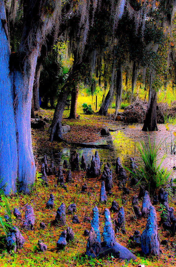 Fairyland of Gnomes Photograph by DigiArt Diaries by Vicky B Fuller