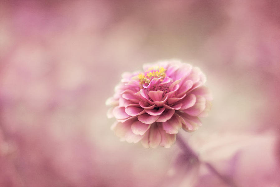 Pink Flower Photograph - Fairytale Ending by Amy Tyler