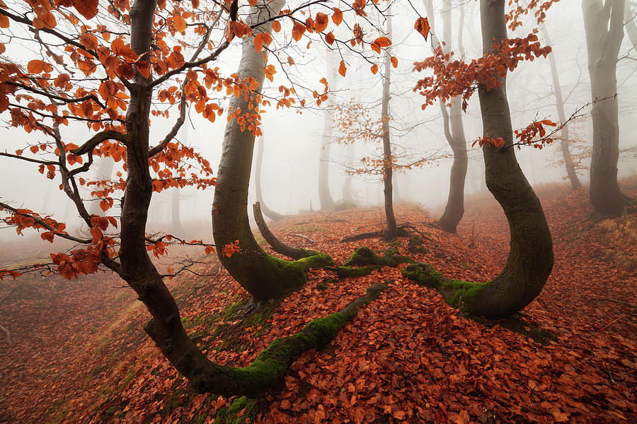 Fairytale Forest Photograph by Martin Rak