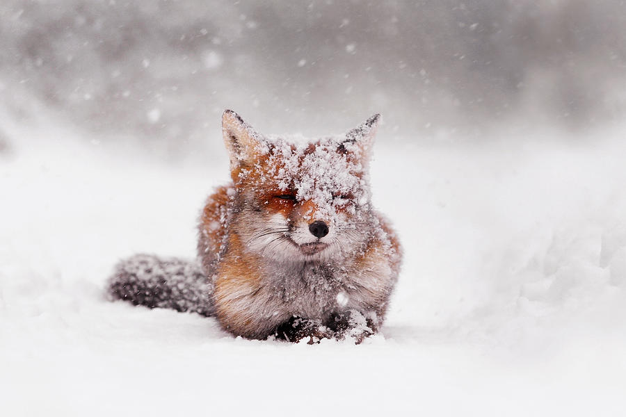 Christmas Photograph - Fairytale Fox II by Roeselien Raimond