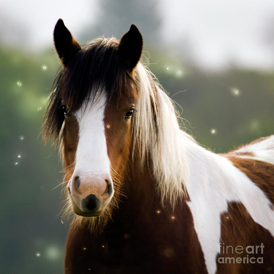 Fairy Photograph - Fairytale Pony by Ang El