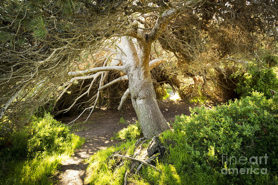 Nature Photograph - Fairytale Tree by THP Creative