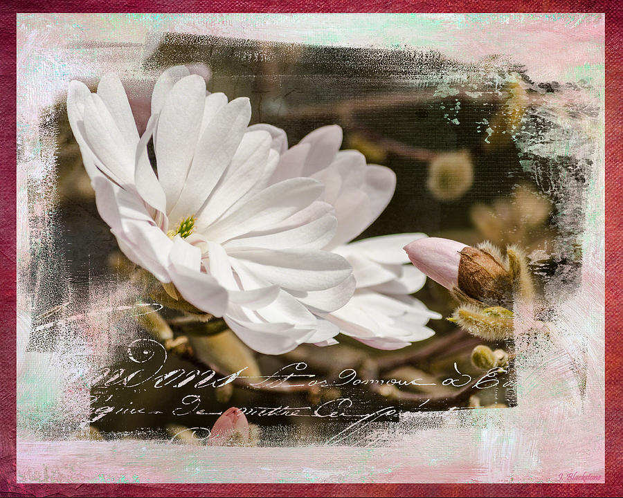 Magnolia Movie Photograph - Faith Love and Hope - Flower Art by Jordan Blackstone