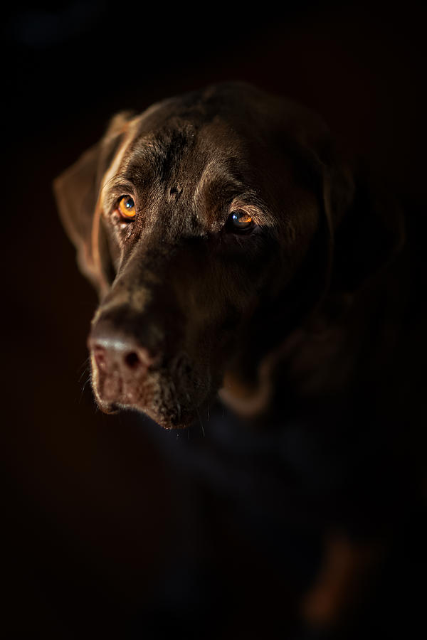 Faithful Friend by Bill Averette Faithful Friend by Bill Averette