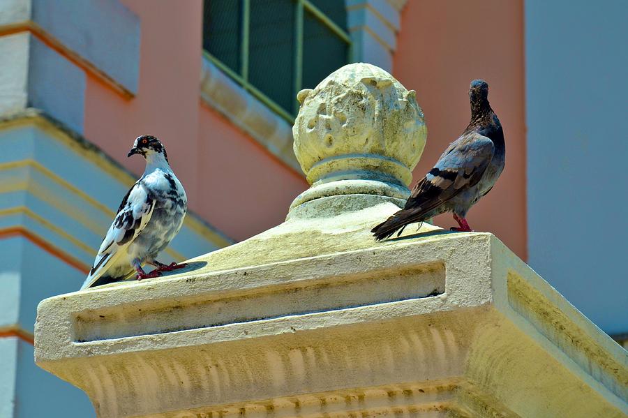 Fajardo Pigeons Photograph by Ricardo J Ruiz de Porras