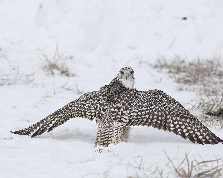 Grand Teton National Park Photograph - Falco Rusticolus by Nathan Mccreery
