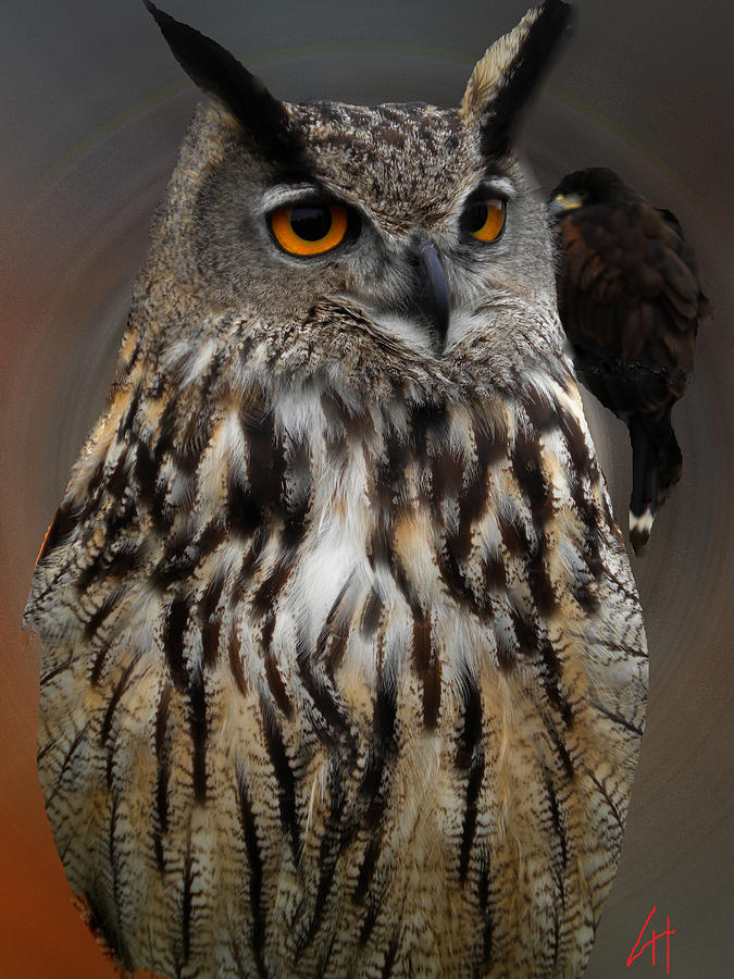 Owl Photograph - Falco with Owl alba Spain  by Colette V Hera Guggenheim