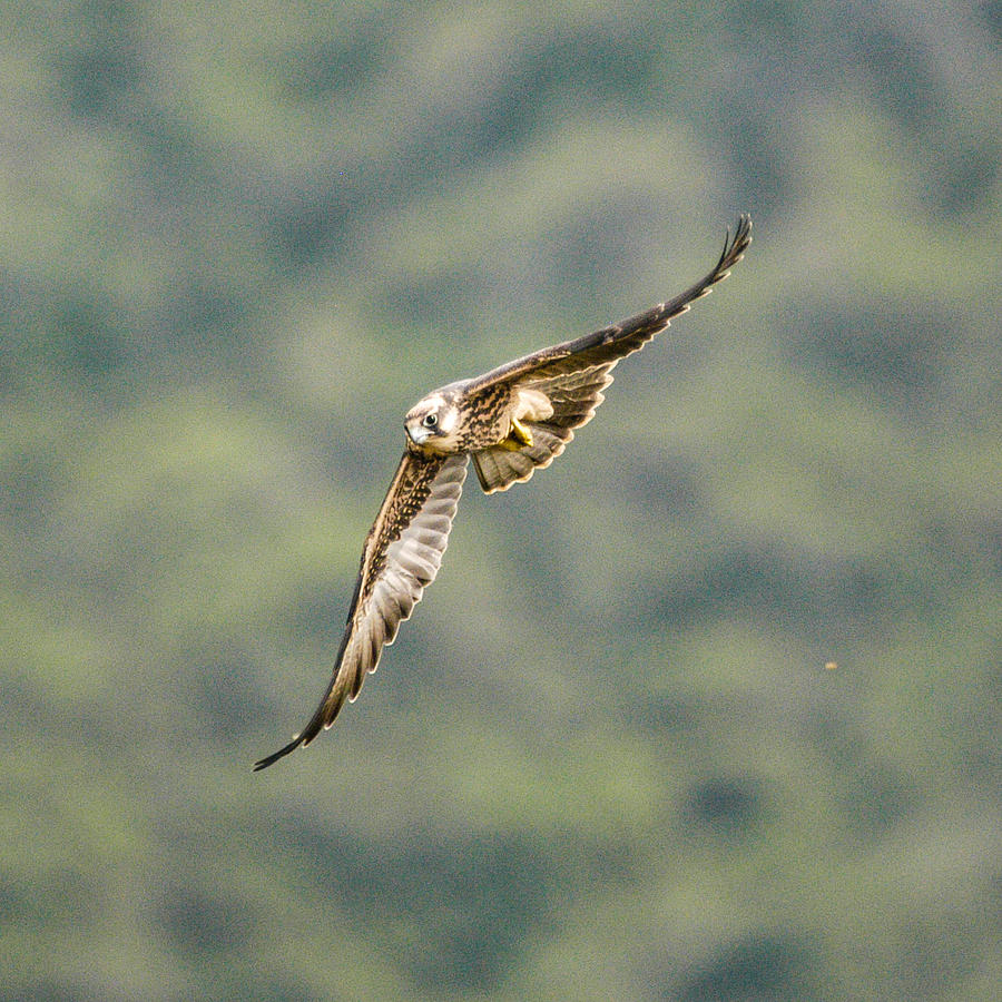 Falcon Photograph by Alistair Lyne
