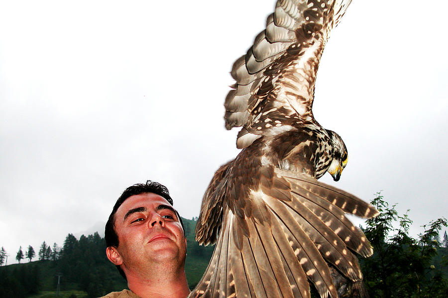 Falcon And Master Photograph