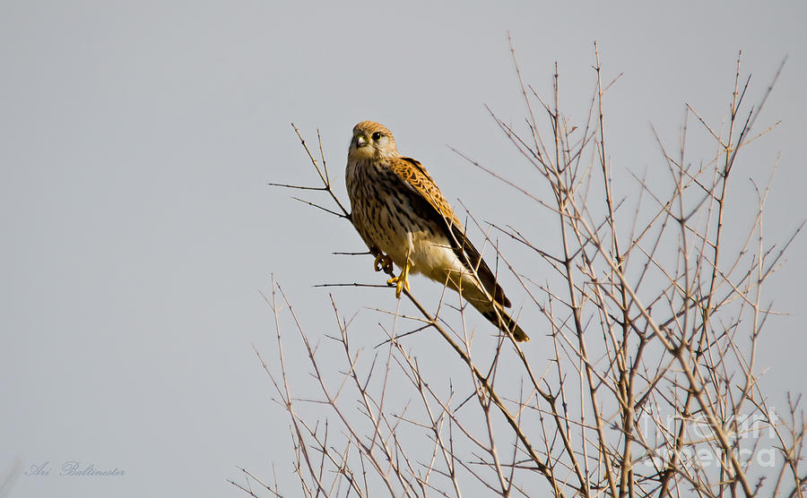 Falcon Photograph by Arik Baltinester