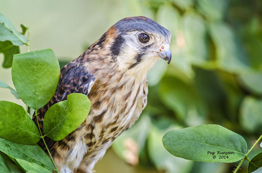 Falcon At Rest By Peg Runyan