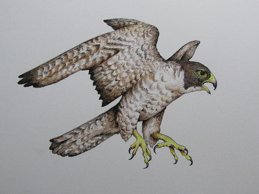 Falcon Drawing by Catherine Howley