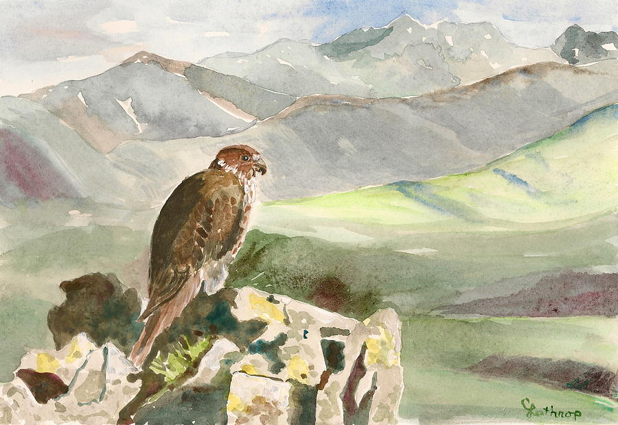 Falcon Painting by Christine Lathrop