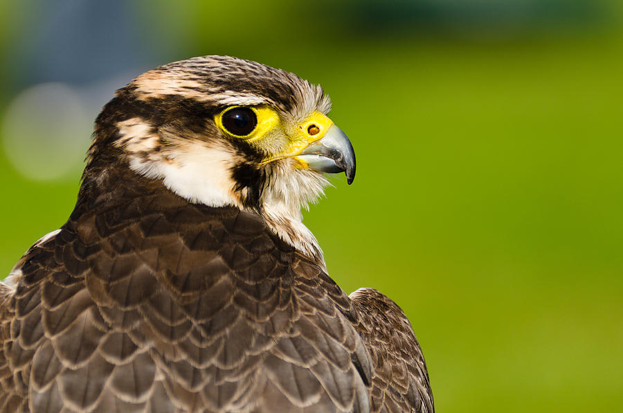 Falcon Photograph by David Head - Fine Art America