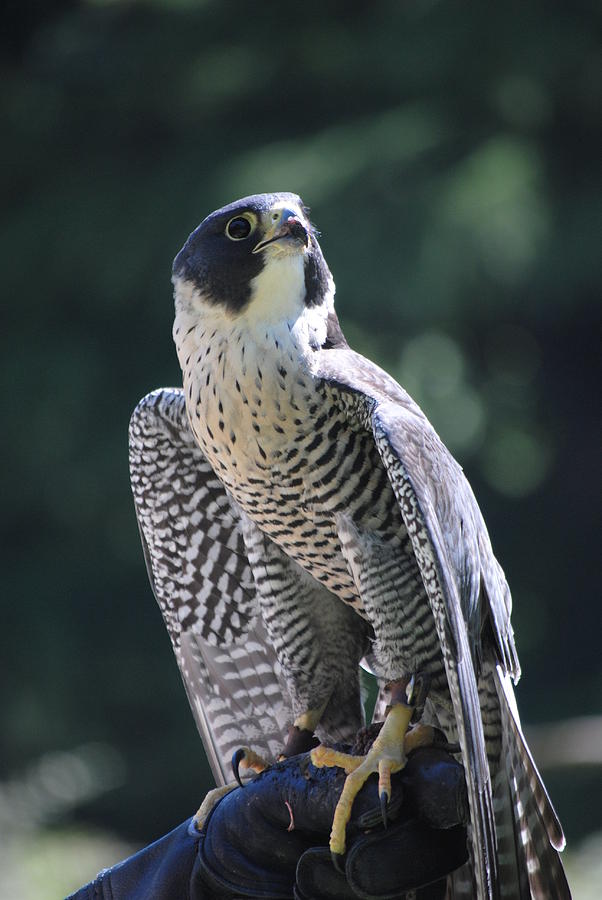 Falcon Hunter Photograph by Ronald Nunes - Pixels