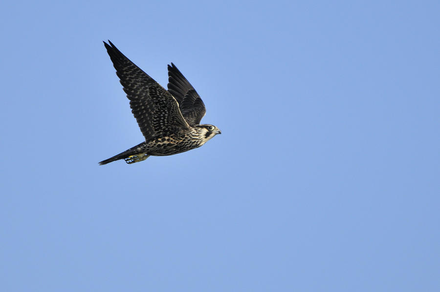 Falcon in Flight Photograph by Bradford Martin