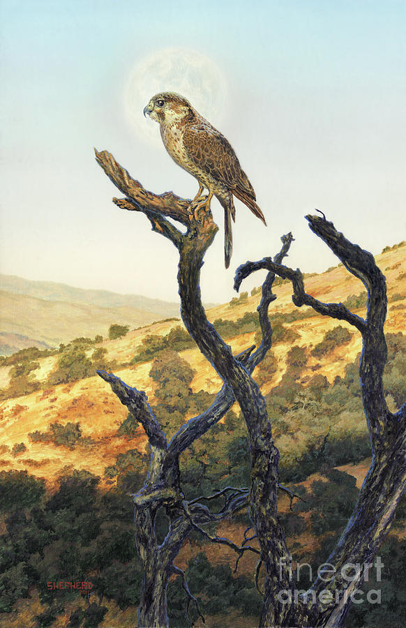 Falcon Painting - Falcon in the Sunset by Stu Shepherd