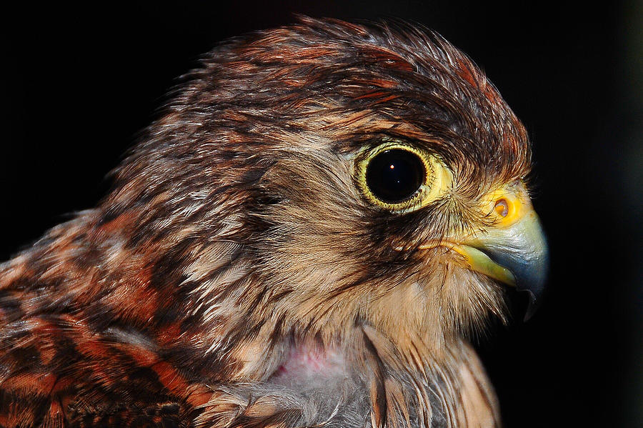Falcon Photograph by Jenny Rainbow