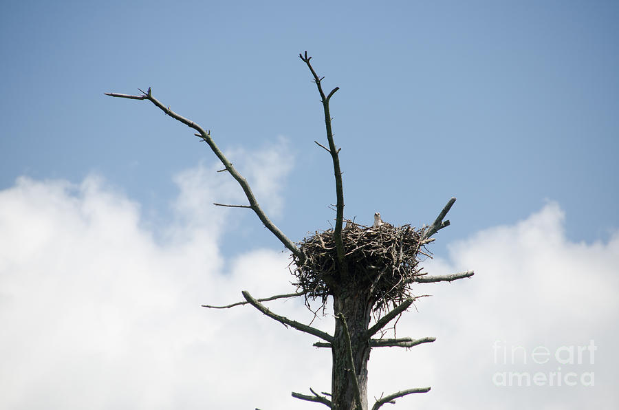 Falcon Nest 4 Photograph by Cassie Marie Photography