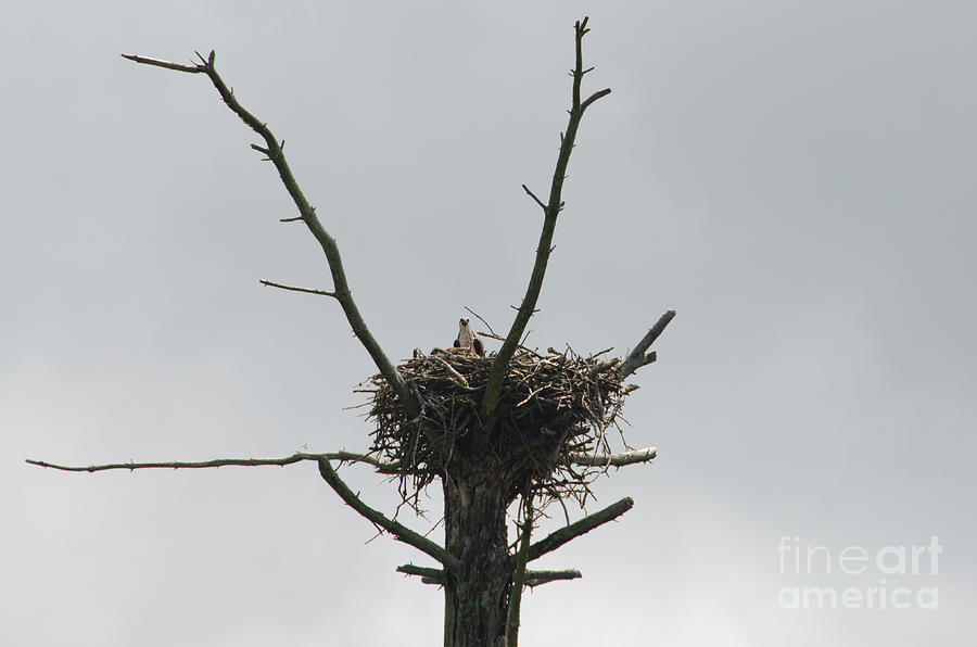 Falcon Nest  Photograph by Cassie Marie Photography